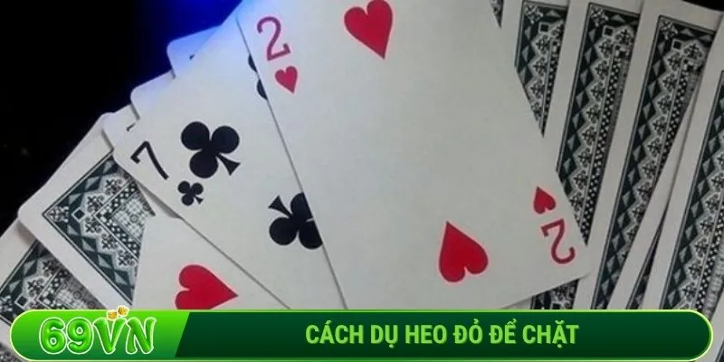 Cách dụ heo đỏ để chặt